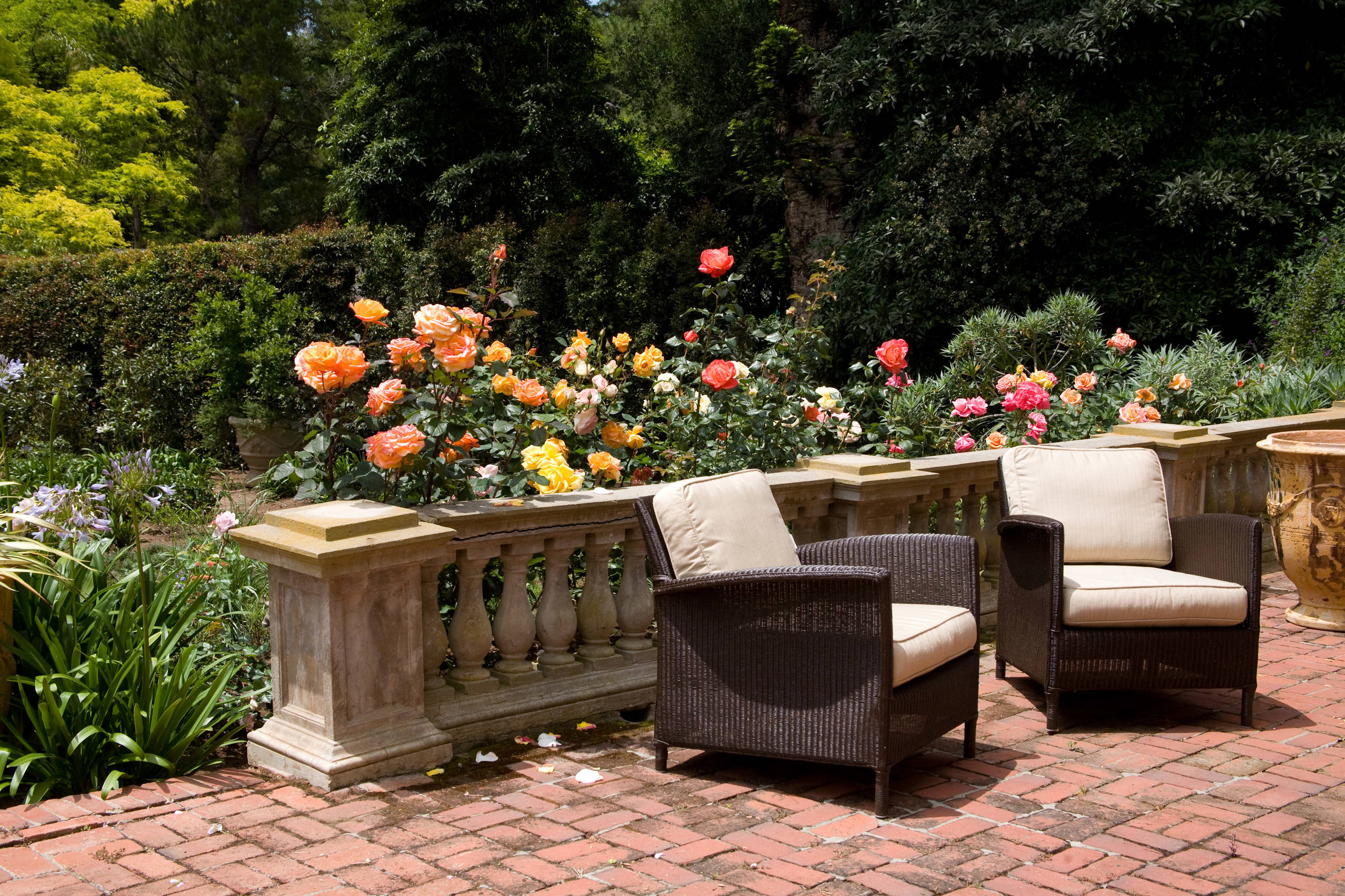 Розы в дизайне сада: Что они могут, а что нет