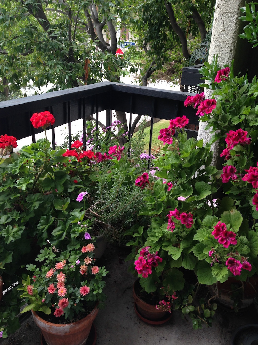 «Ленивый сад» на подоконнике: Что в нем выращивать и как