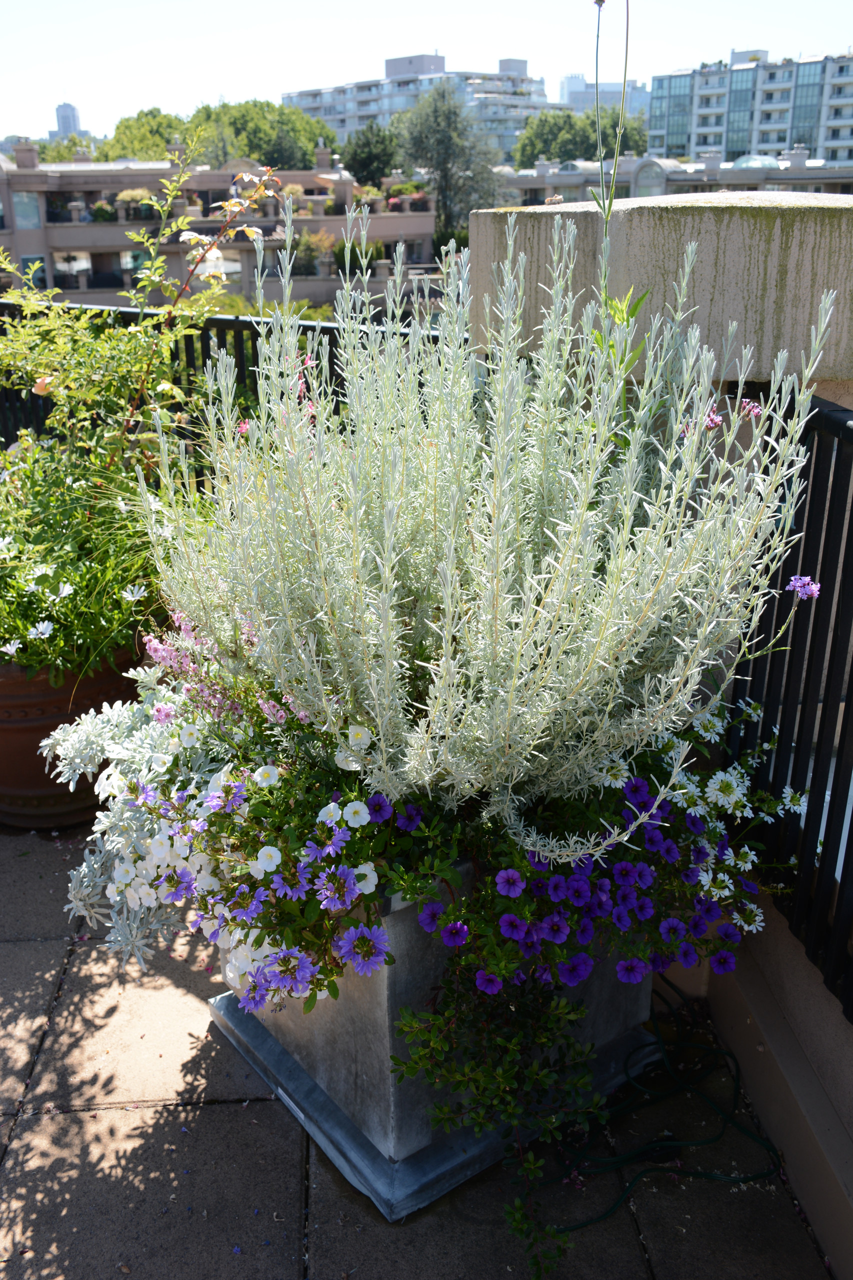 12 весенних композиций для сада в контейнере