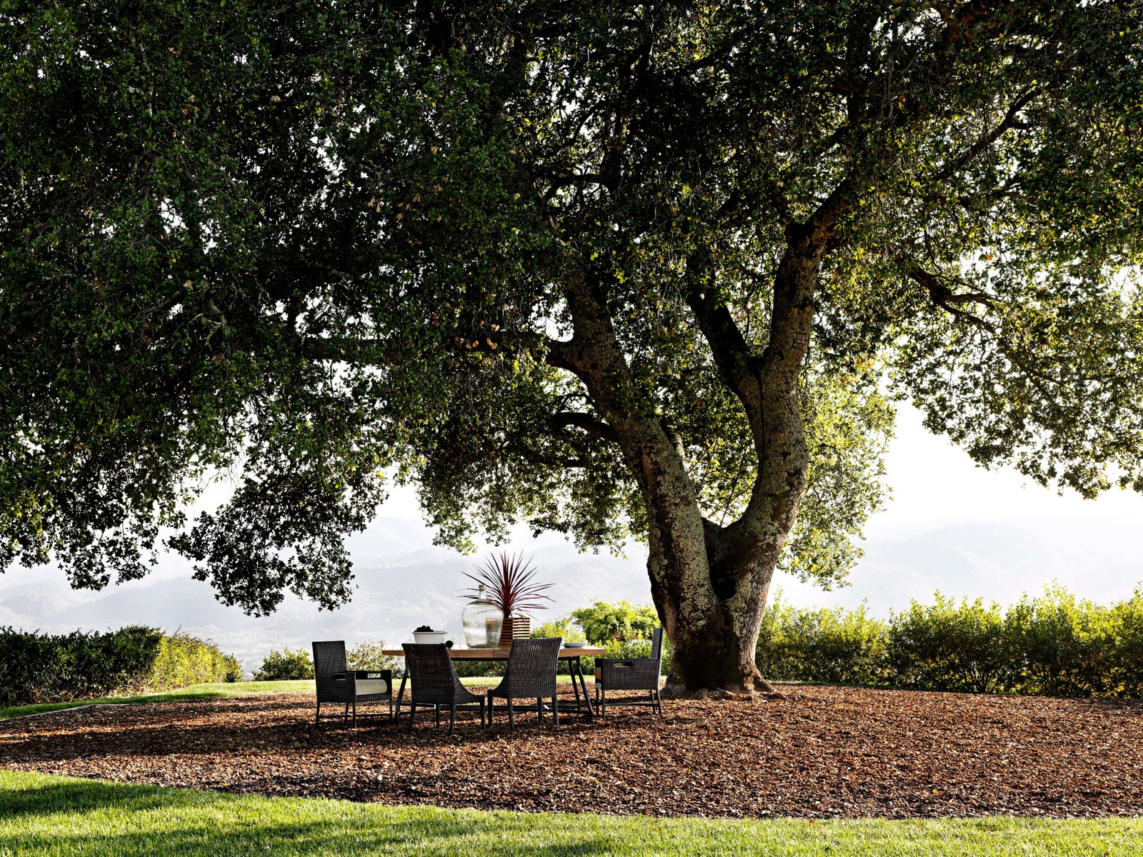 Родовое дерево: Как вырастить дуб из желудя, а сосну из семечка