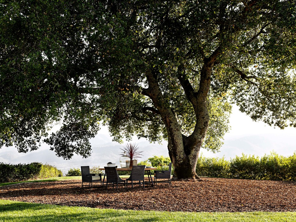 Родовое дерево: Как вырастить дуб из желудя, а сосну из семечка