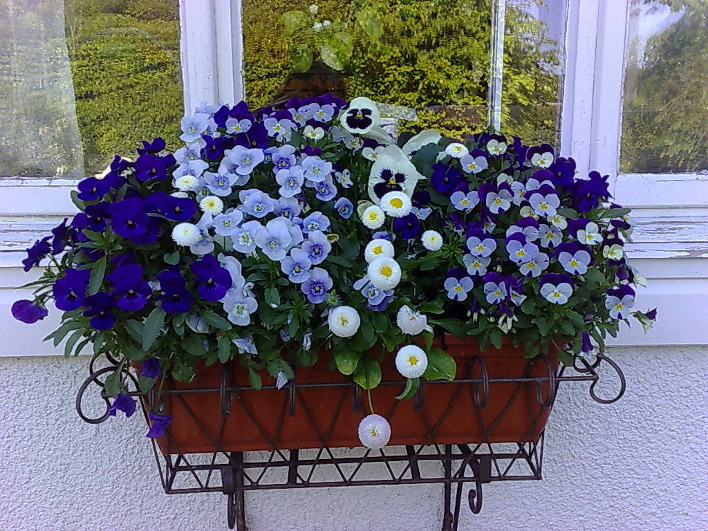 Блиц-озеленение: Как получить цветущий балкон за два дня