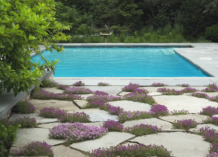 Почвопокровные растения: Зеленый ковер для сада