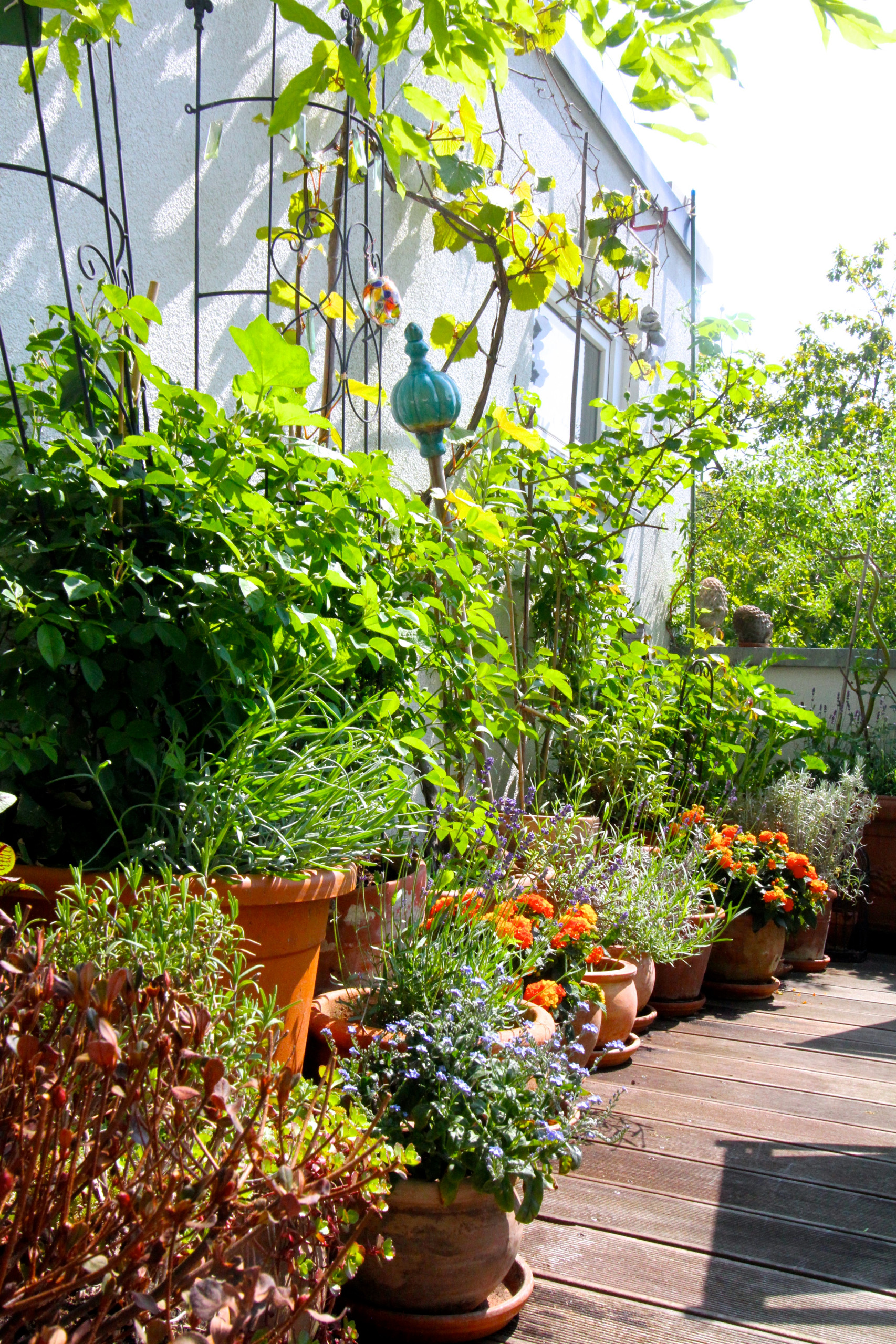 Houzz Германия: Цветущий сад на крыше в Берлине