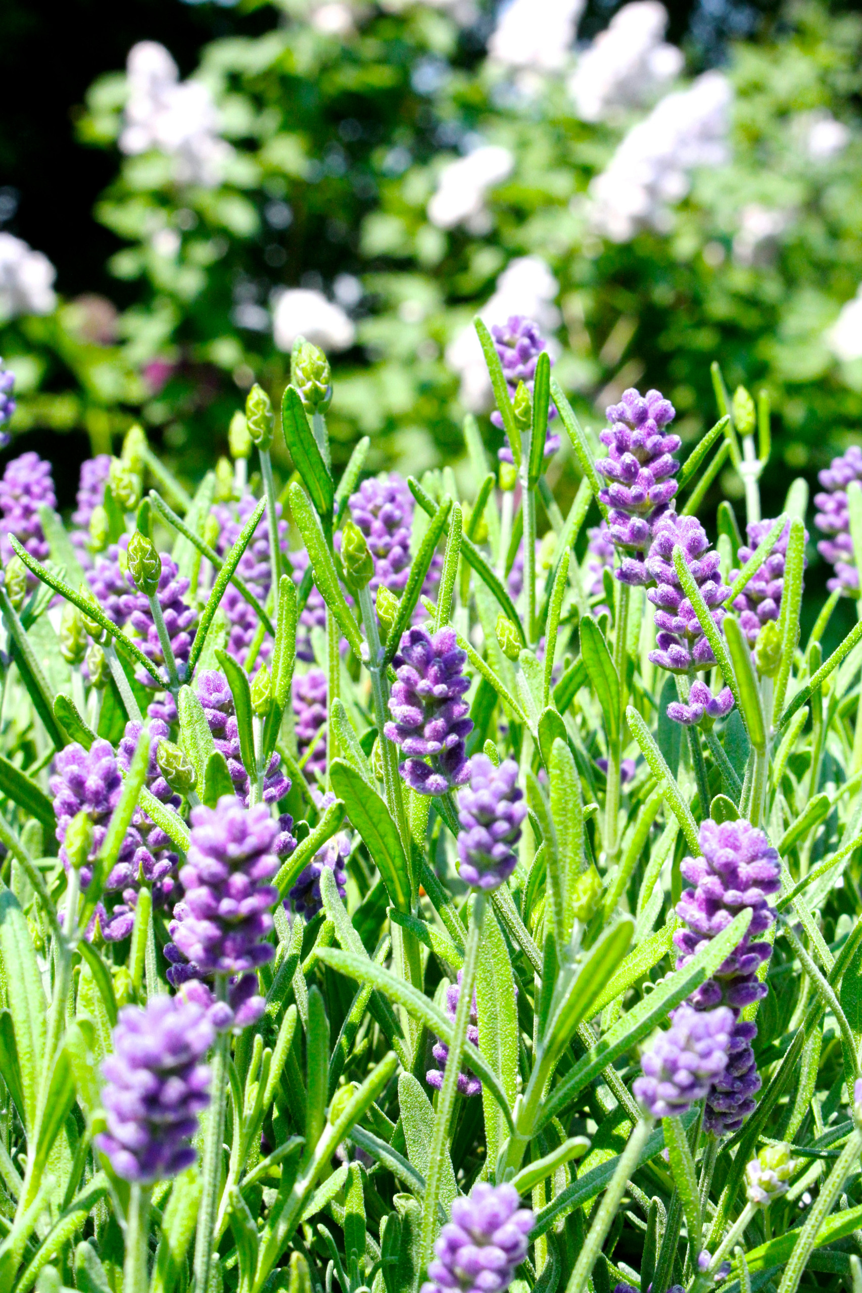 Houzz Германия: Цветущий сад на крыше в Берлине