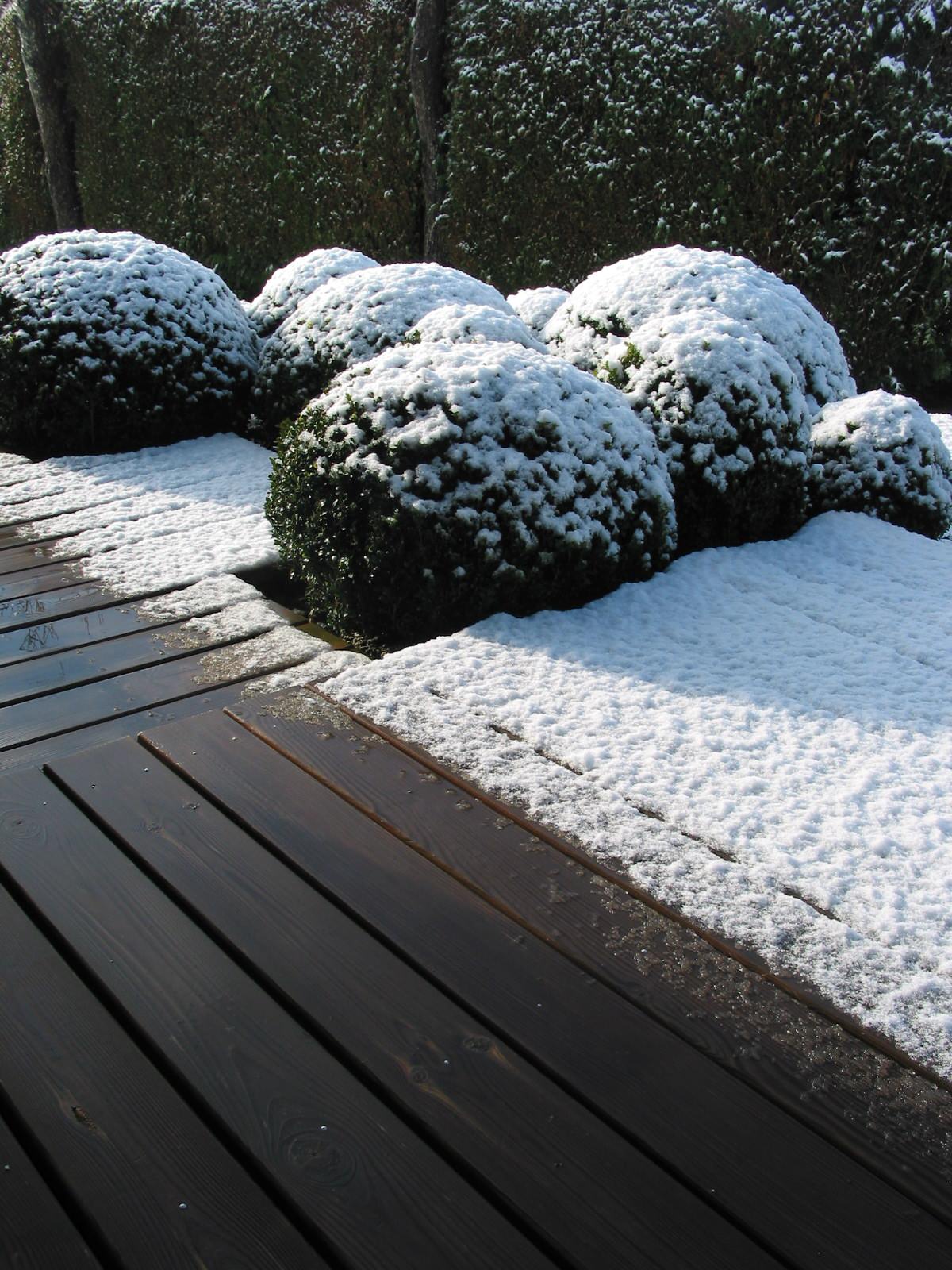 Ледниковый период: Как уберечь растения зимой