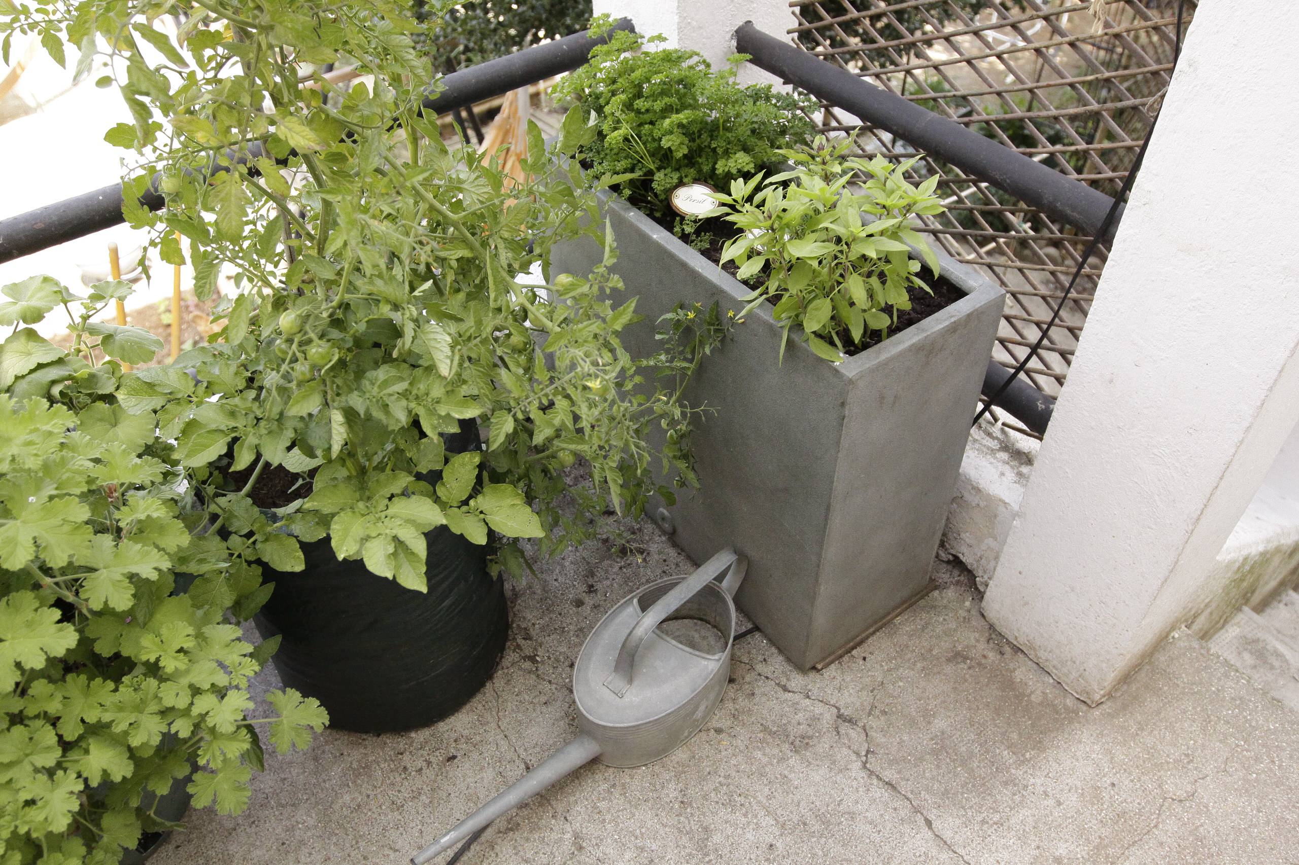 Мир дизайна: 10 огородников-любителей показывают урожай со своих грядок