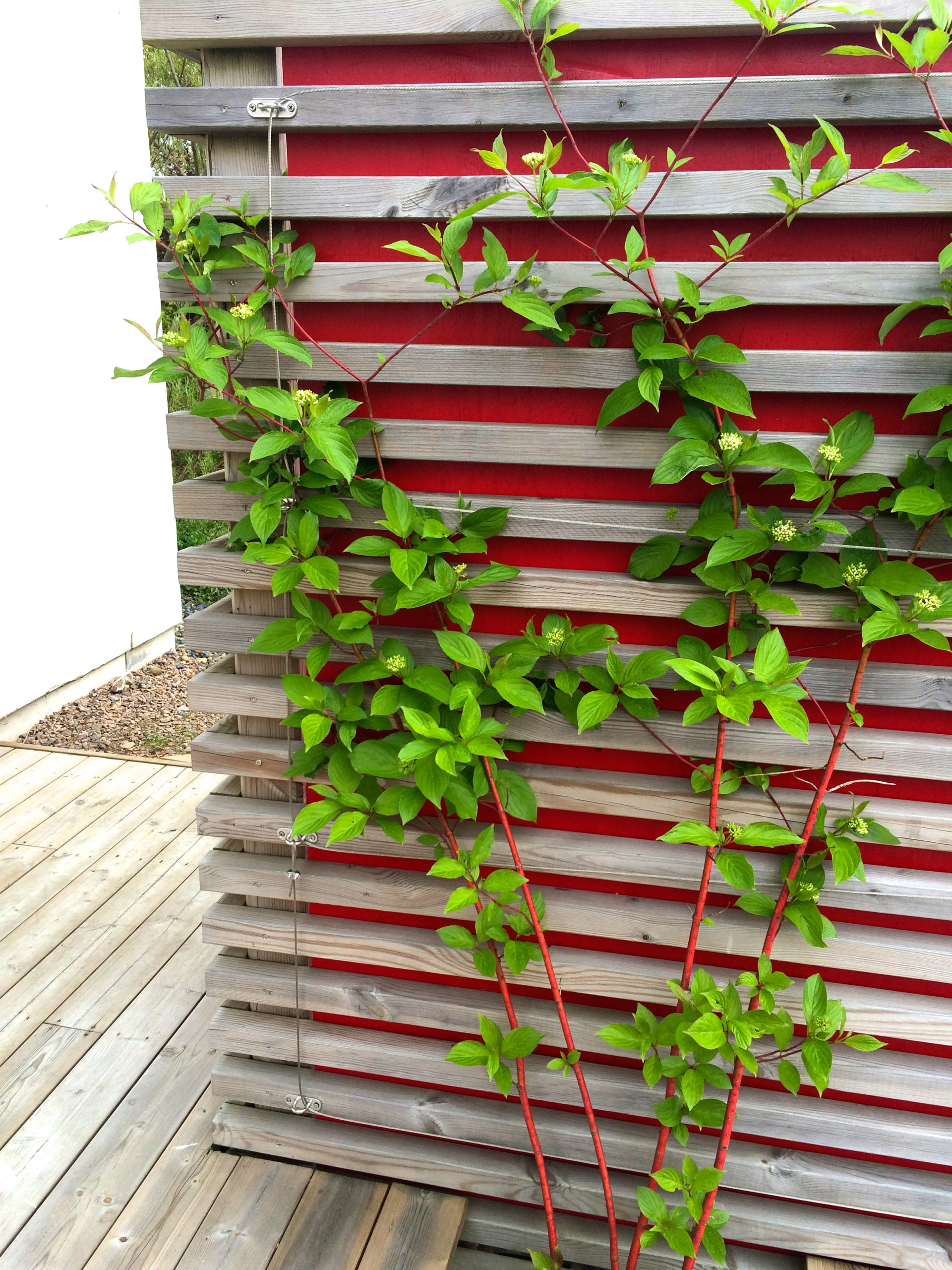 Вопрос: Можно ли вырастить полноценный сад в кадках