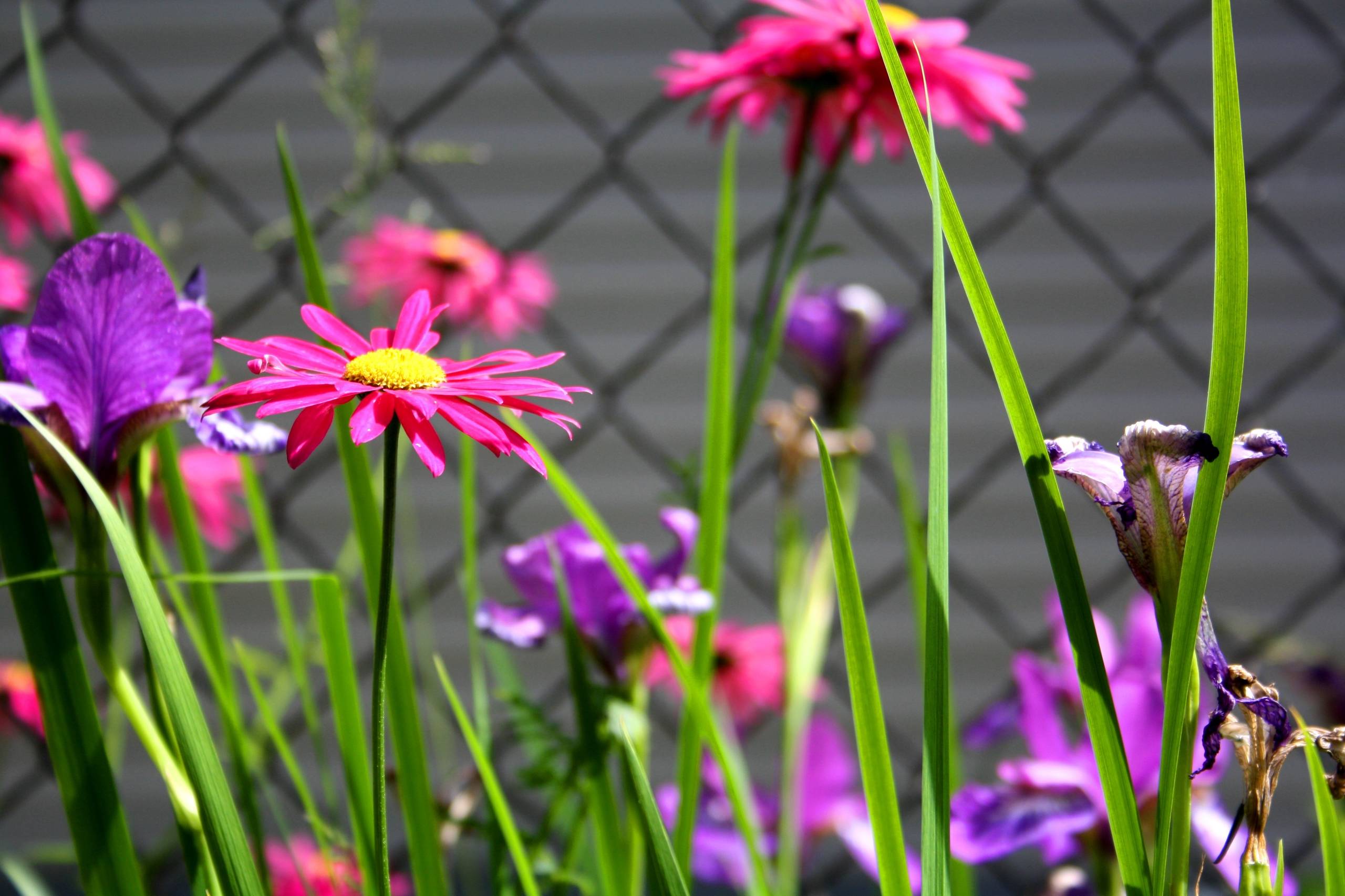 Как правильно: Сочетать растения по цвету на клумбе