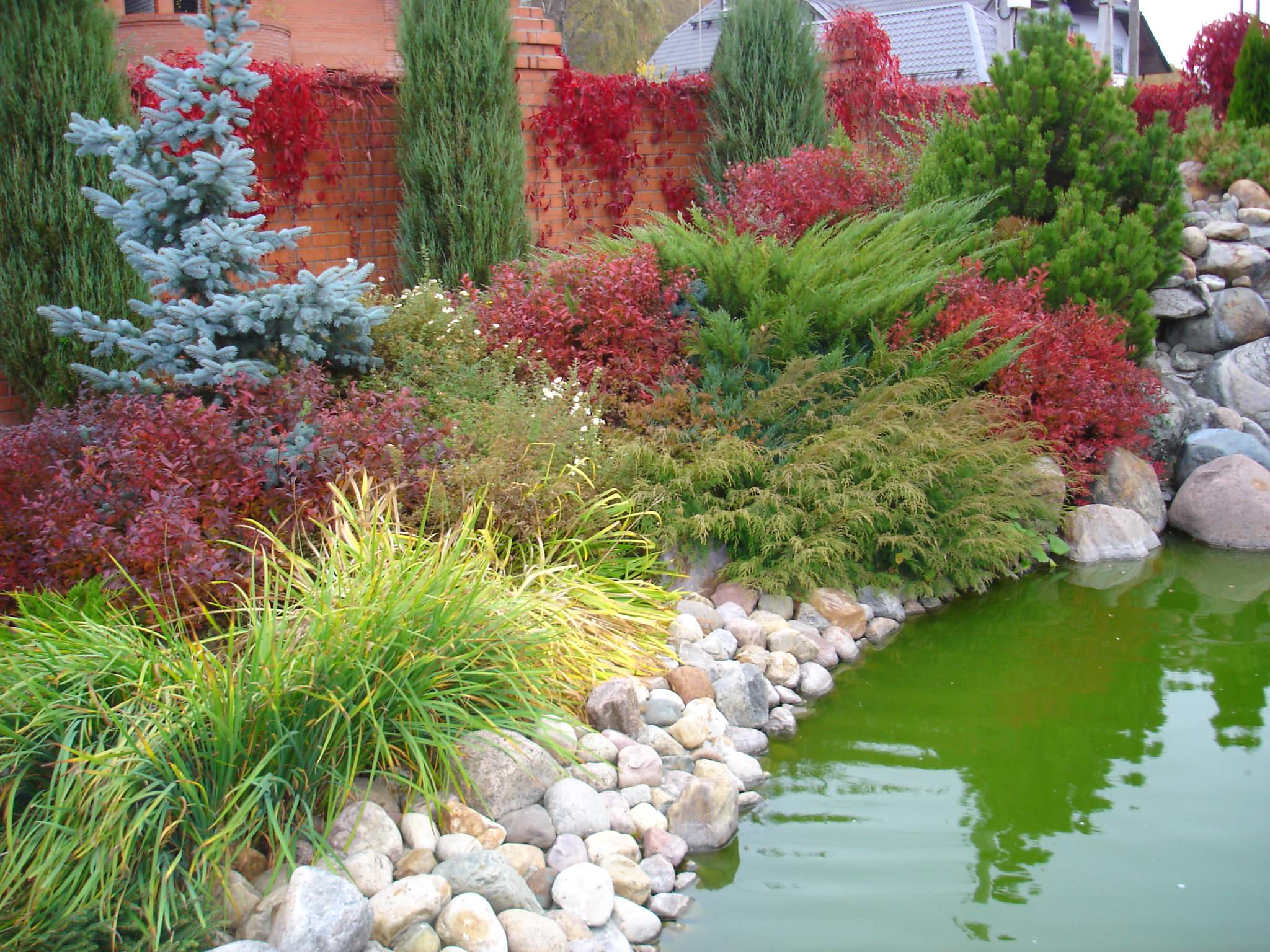 Декоративные кустарники: 12 причин посадить их в своем саду