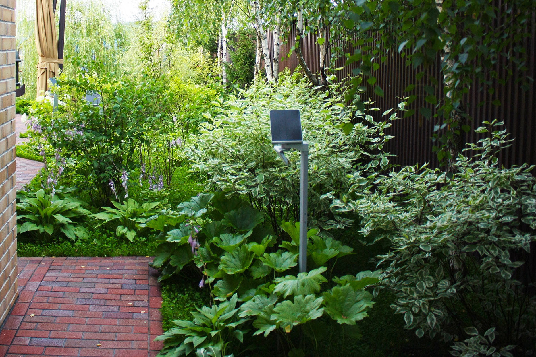 Уходим в тень: Теневыносливые растения для сада