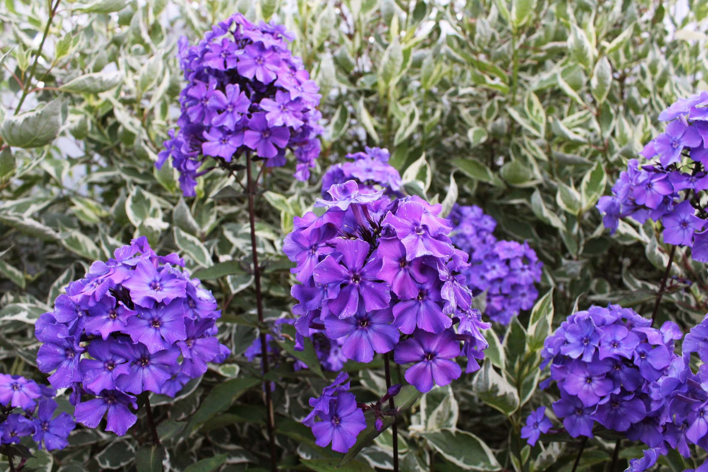 Растение месяца: Флокс метельчатый