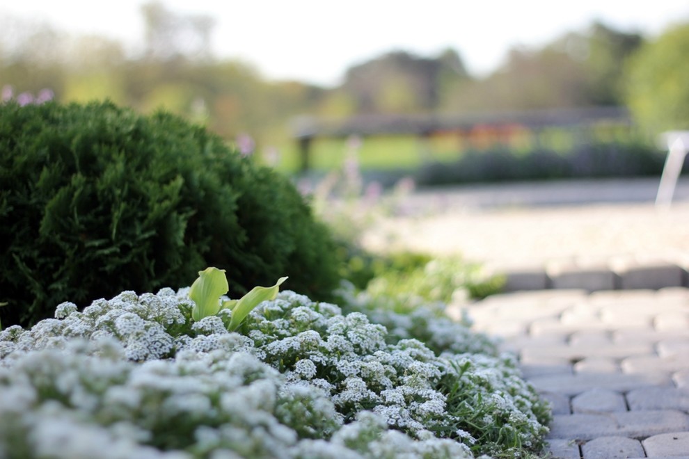 Почвопокровные растения: Зеленый ковер для сада