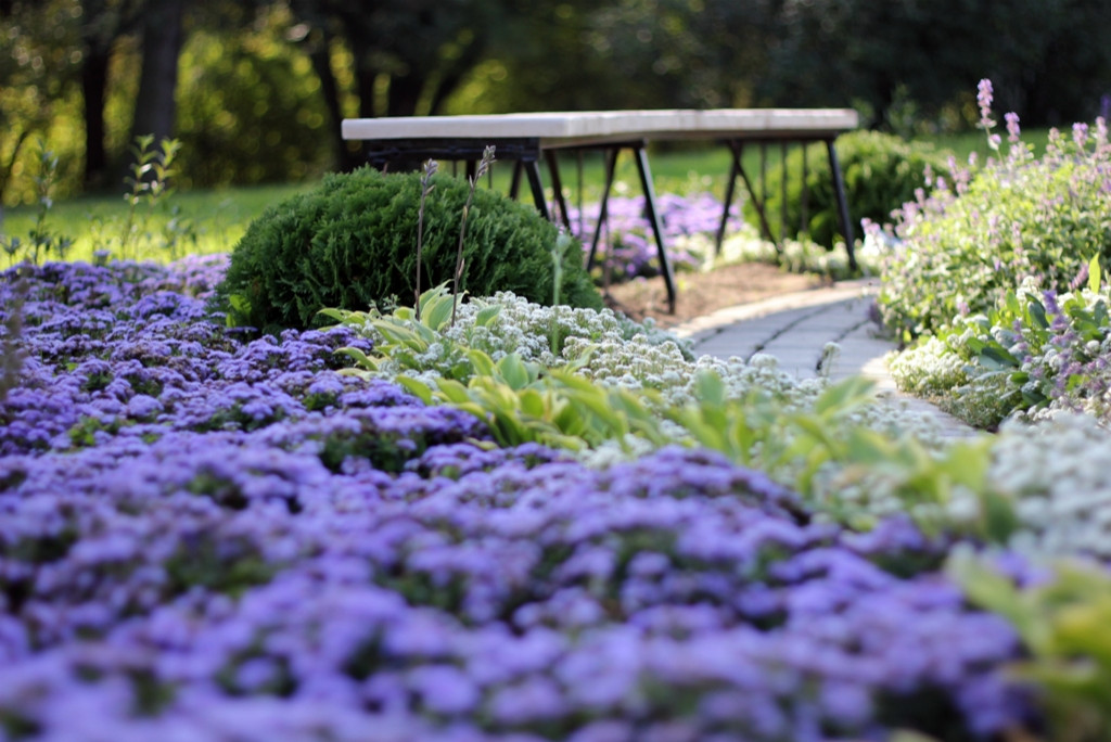 Как правильно: Сочетать растения по цвету на клумбе