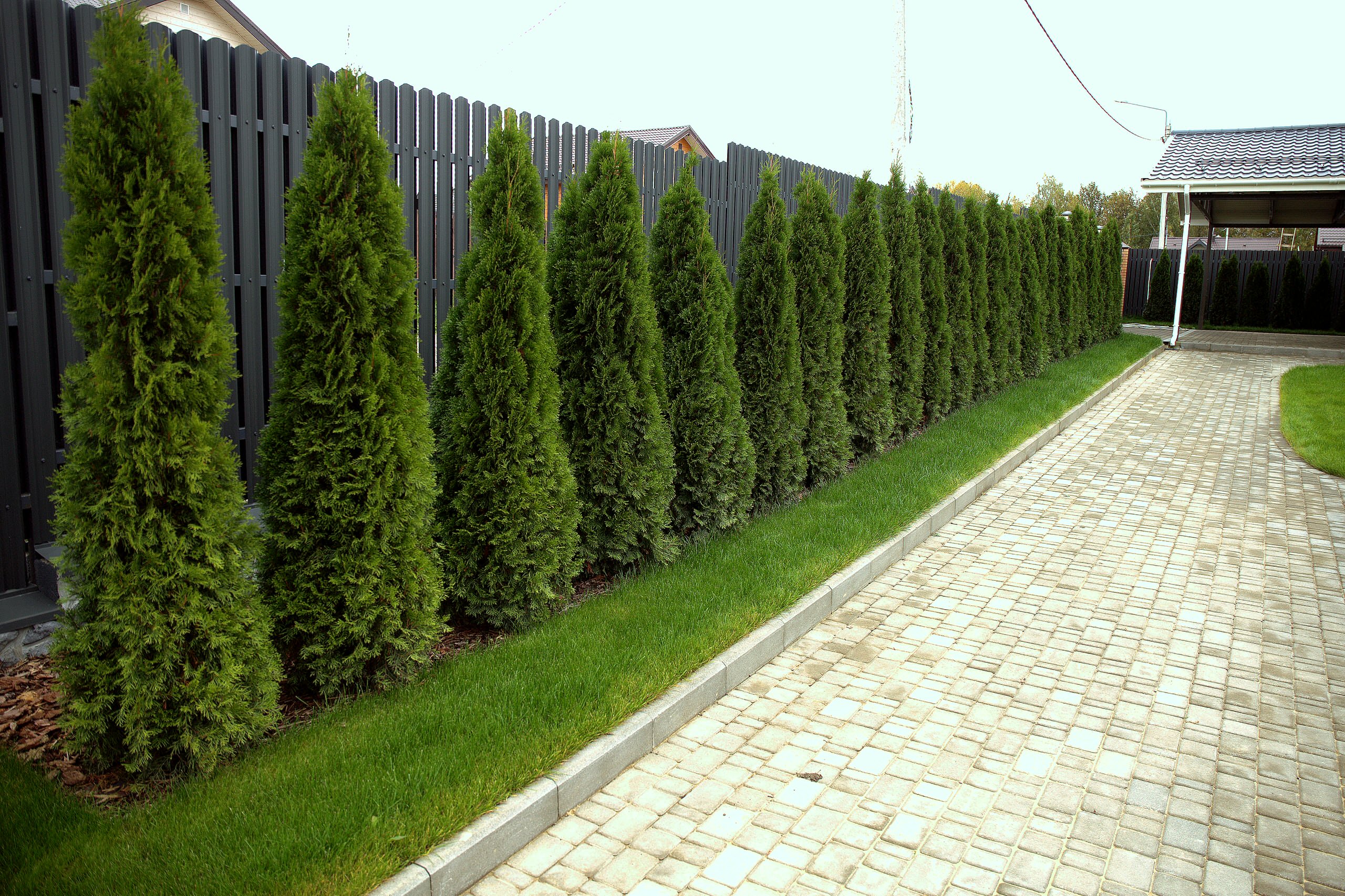 Живая изгородь: 7 насущных вопросов