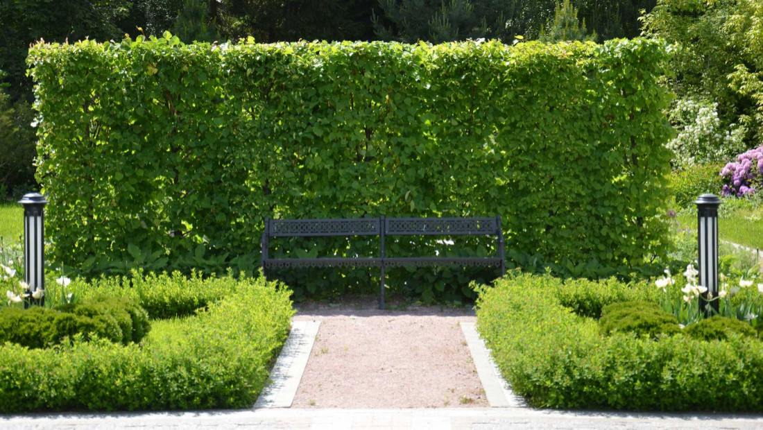 Живая изгородь: 7 насущных вопросов