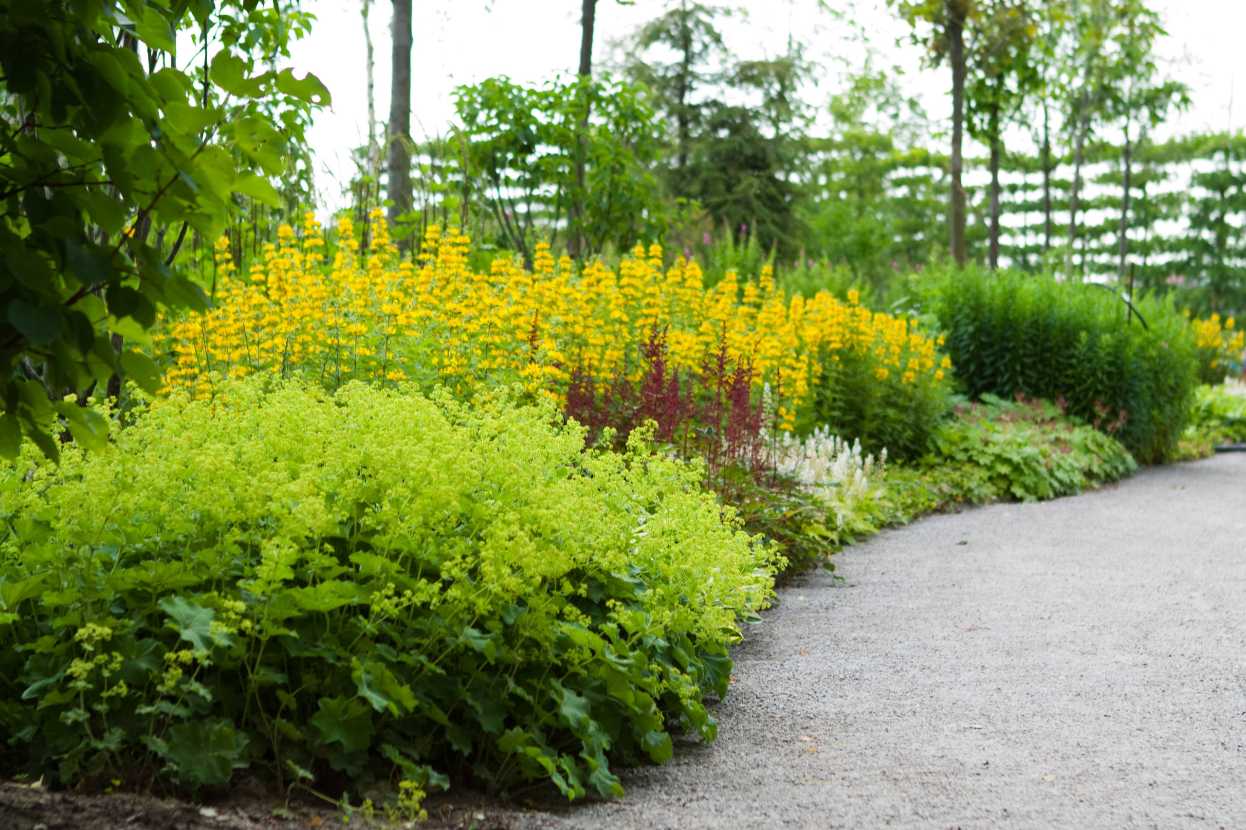 Как правильно: Сочетать растения по цвету на клумбе