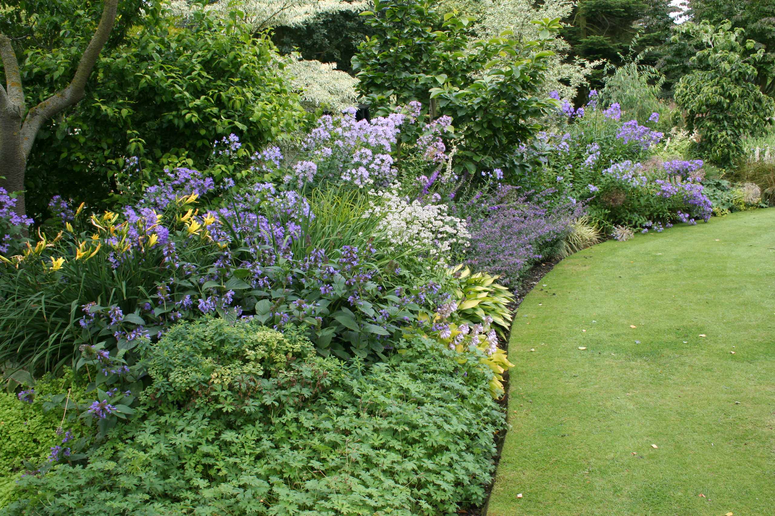 Почвопокровные растения: Зеленый ковер для сада