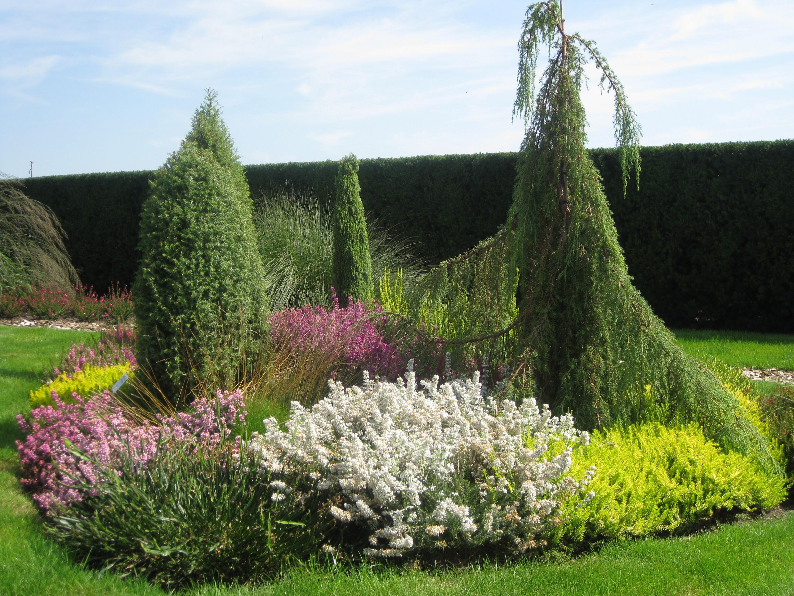Живая изгородь: 7 насущных вопросов