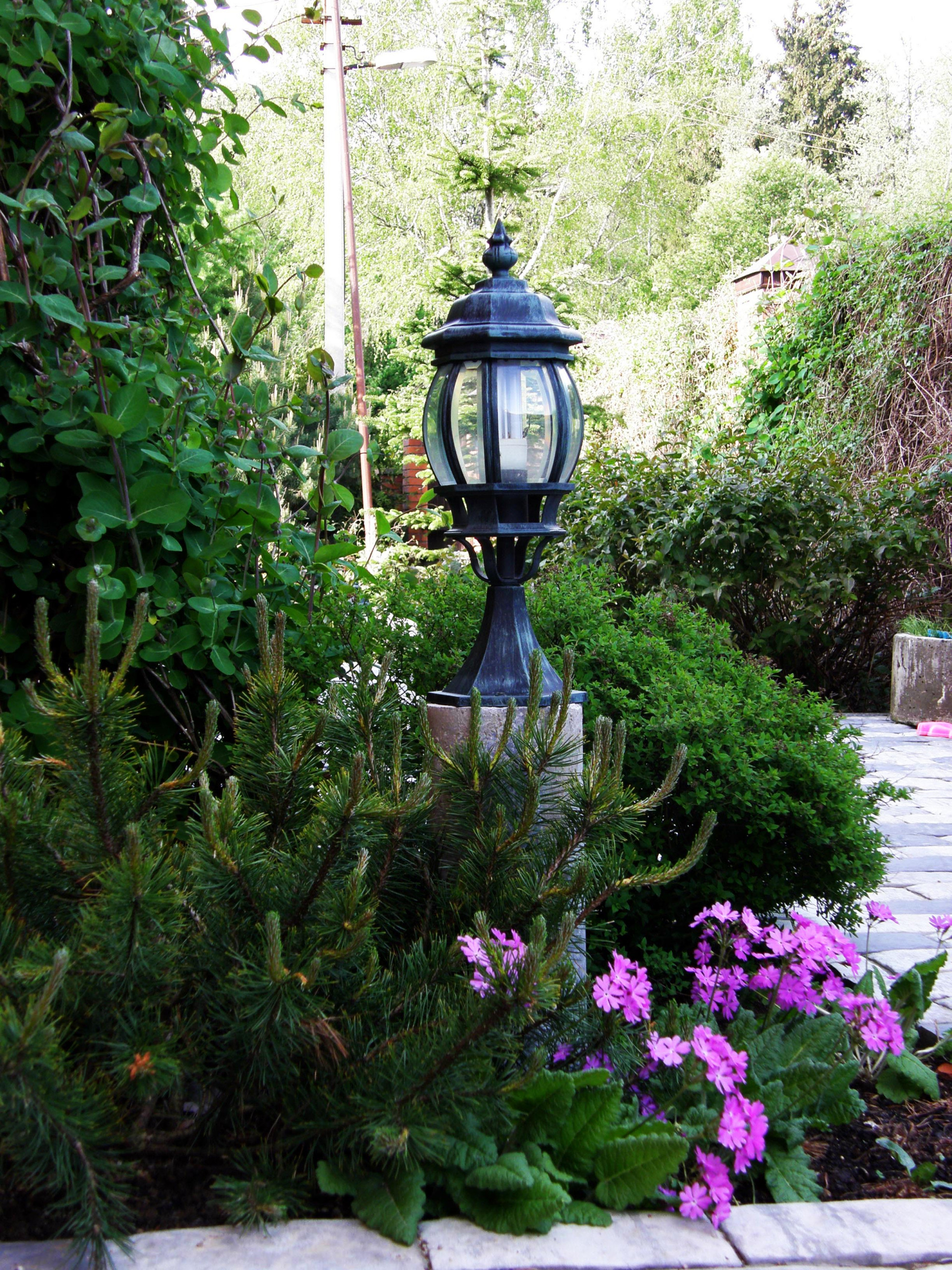 Растение месяца: Примула