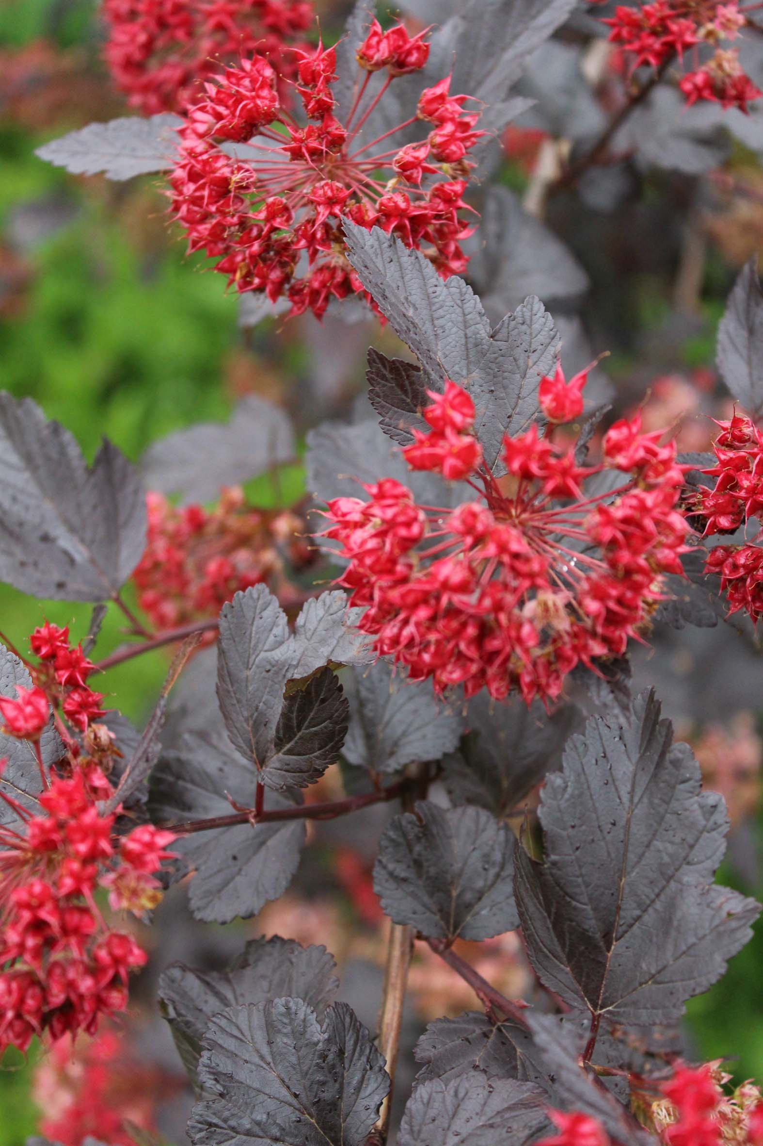 Сад без клумб: Оставляем только деревья и кустарники