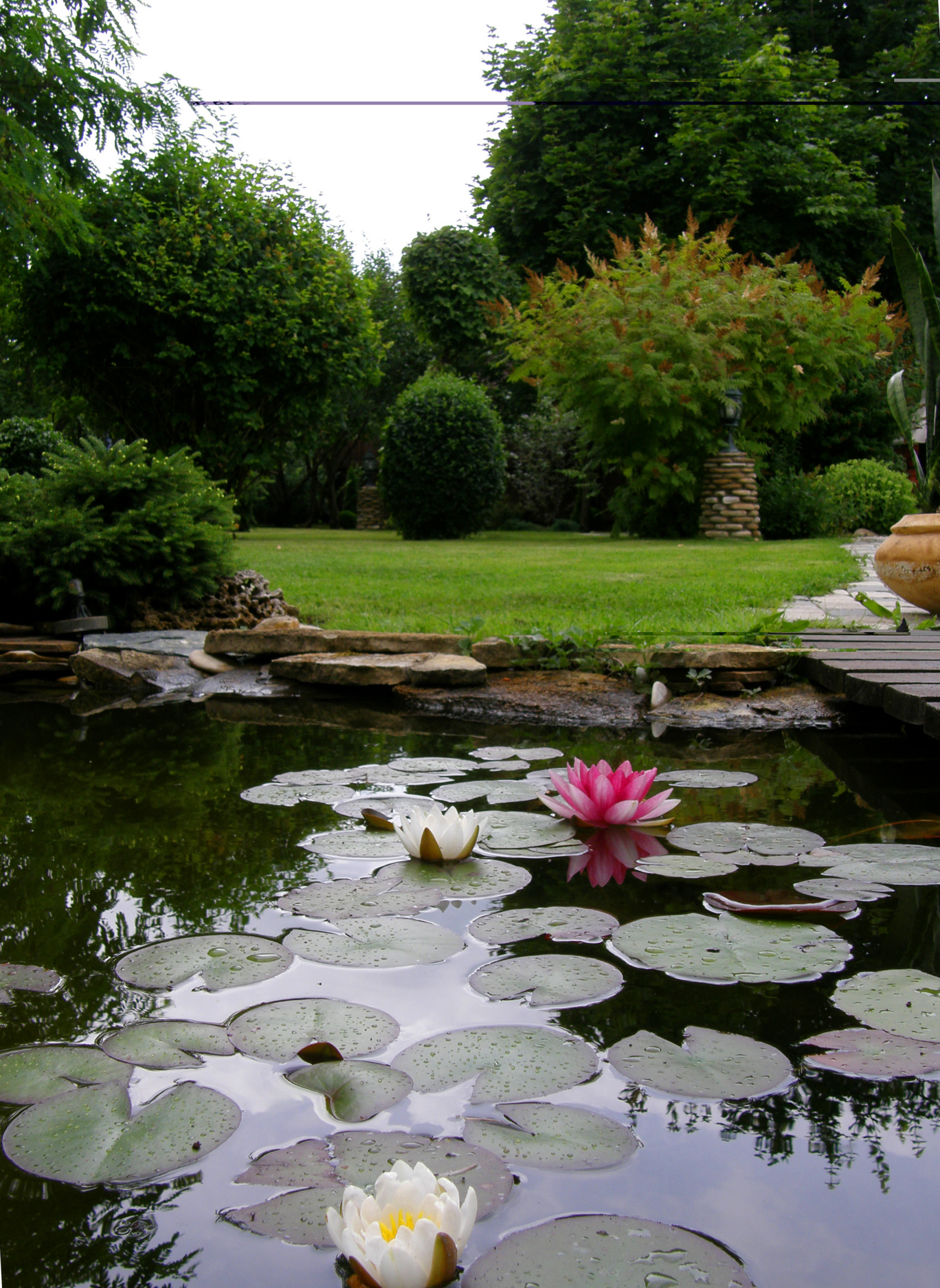 Солнцелюбивые растения для сада: 11 сценариев посадки