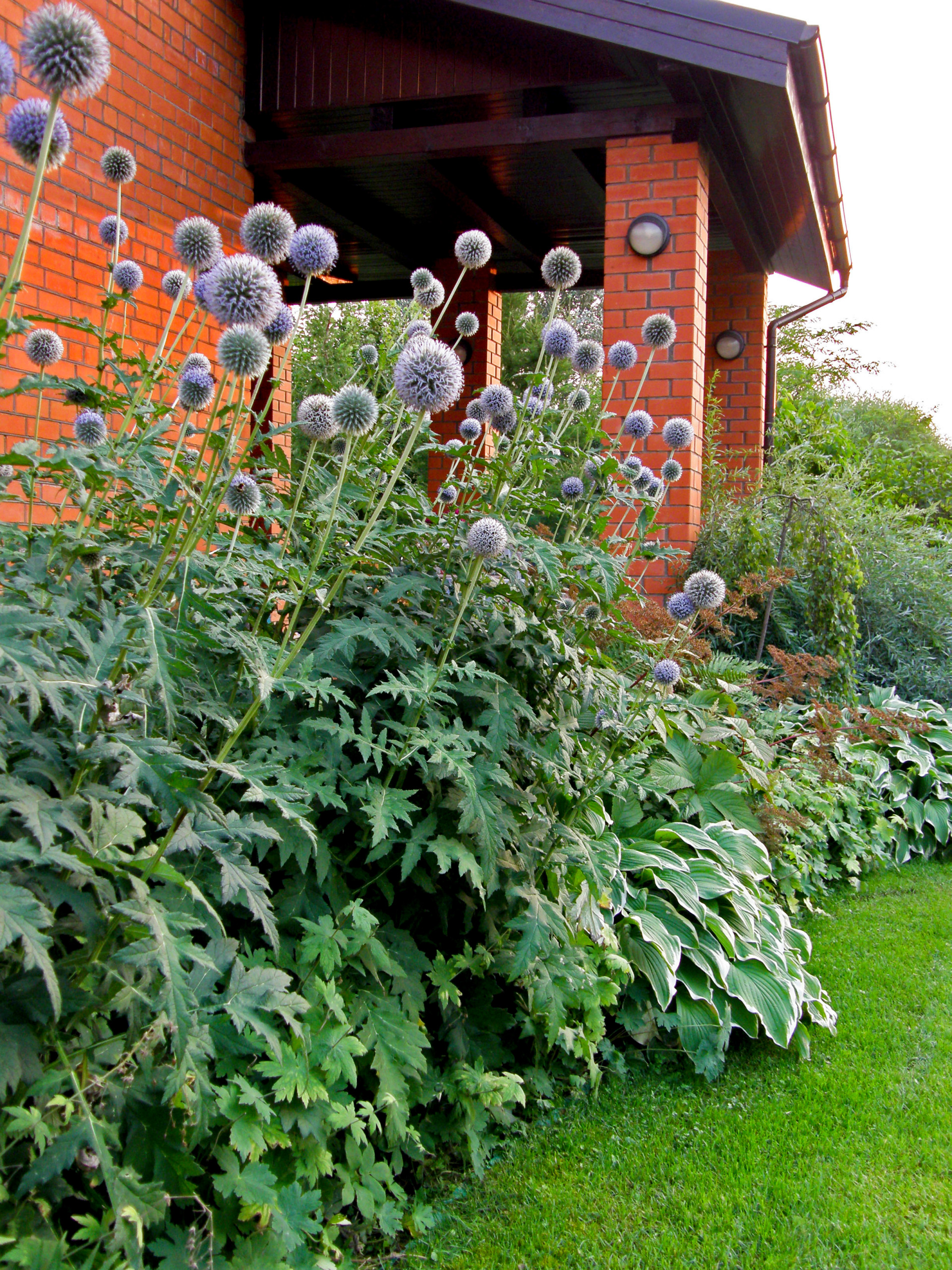 Растения: Выбираем декоративнолистные для сада