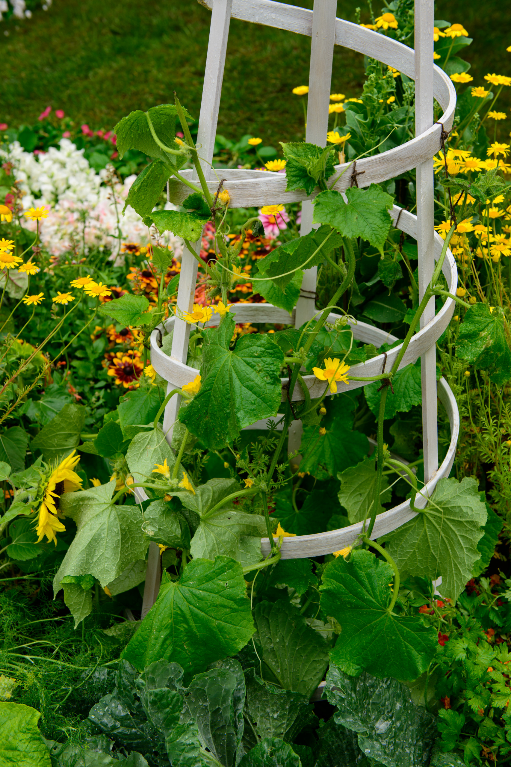 Сила трав: Календарь садовода на июнь