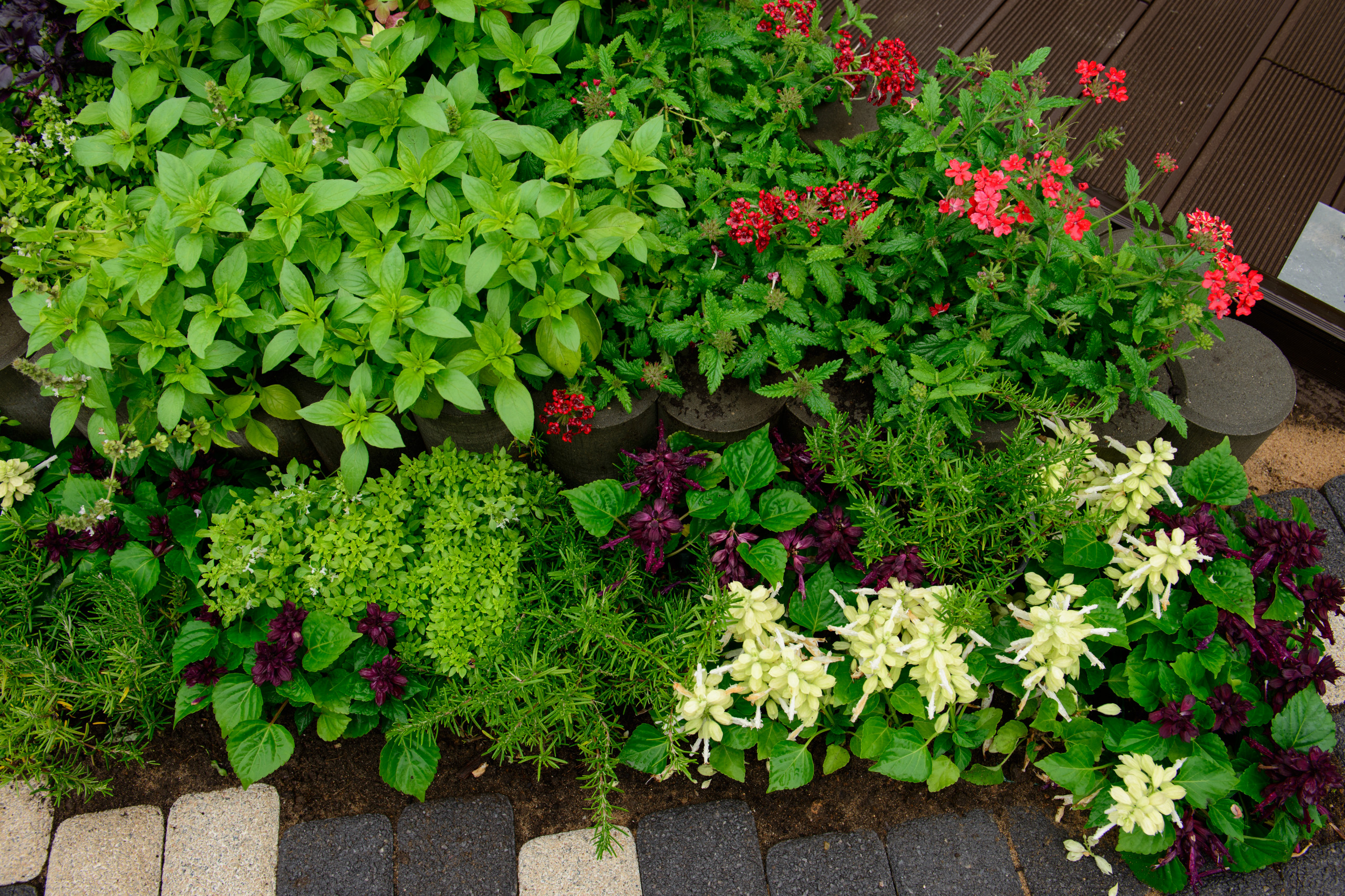 Блиц-озеленение: Как получить цветущий балкон за два дня