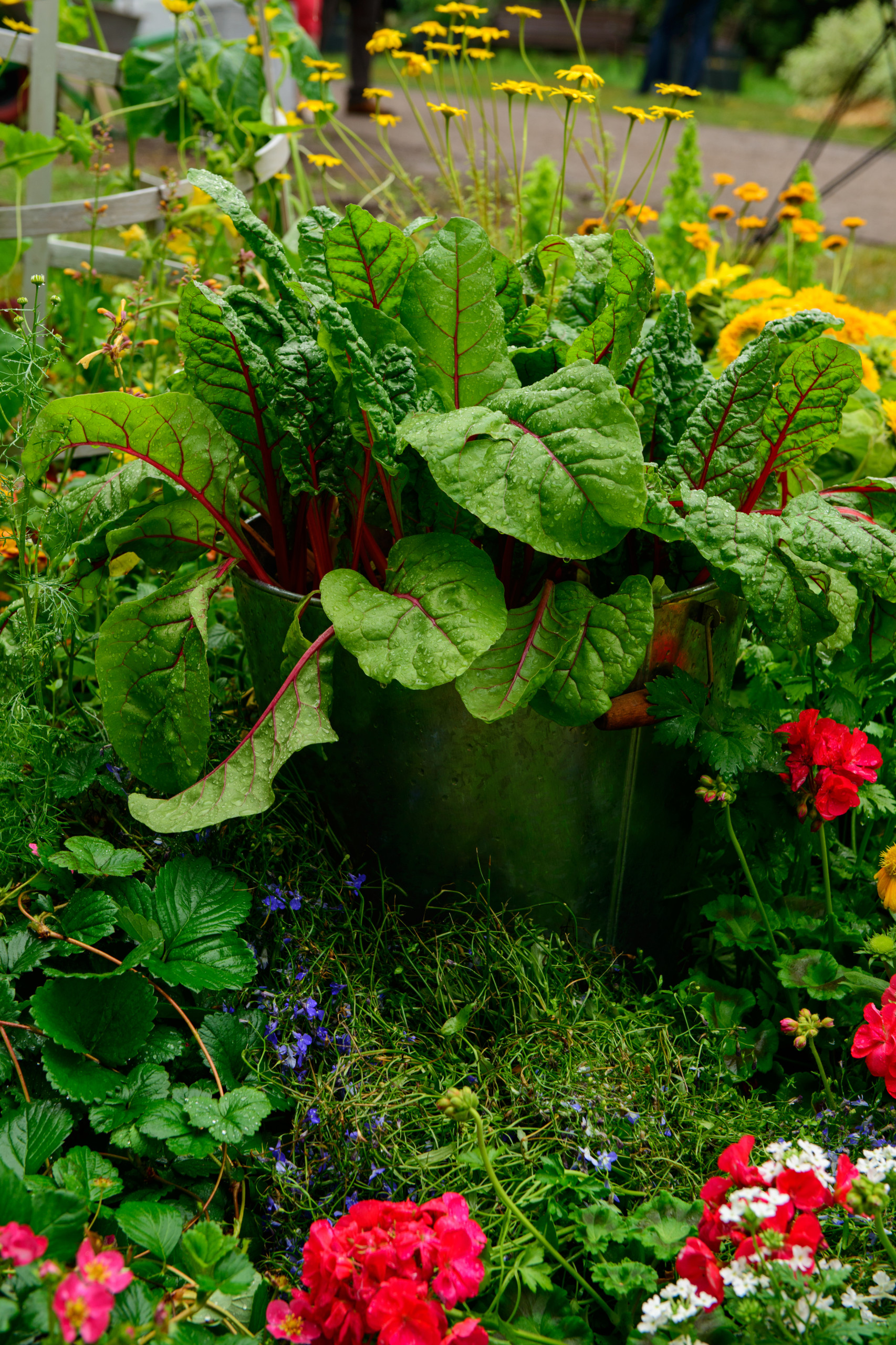 Кушать подано: Гид по питанию садовых и овощных культур