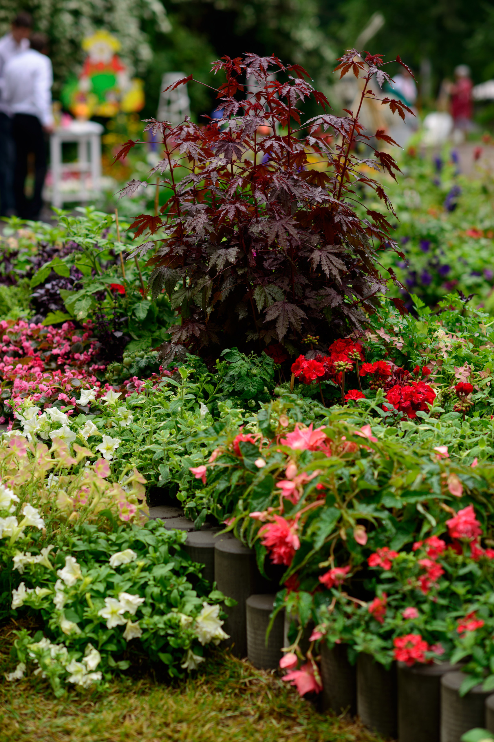 Как правильно: Сочетать растения по цвету на клумбе