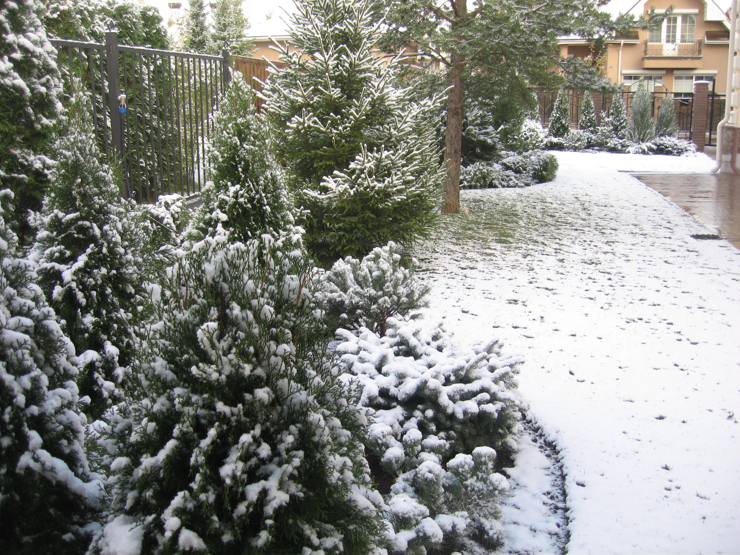 Елка будущего года: Какую выбрать и где посадить