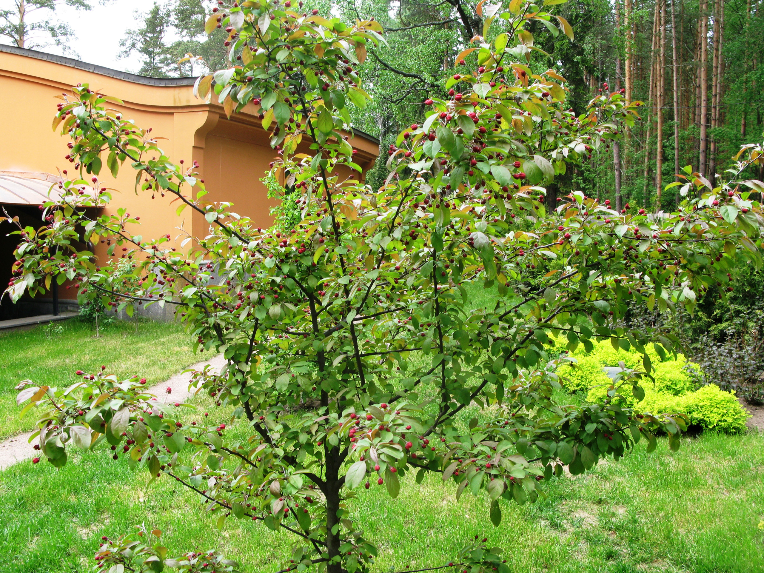 Ледниковый период: Как уберечь растения зимой