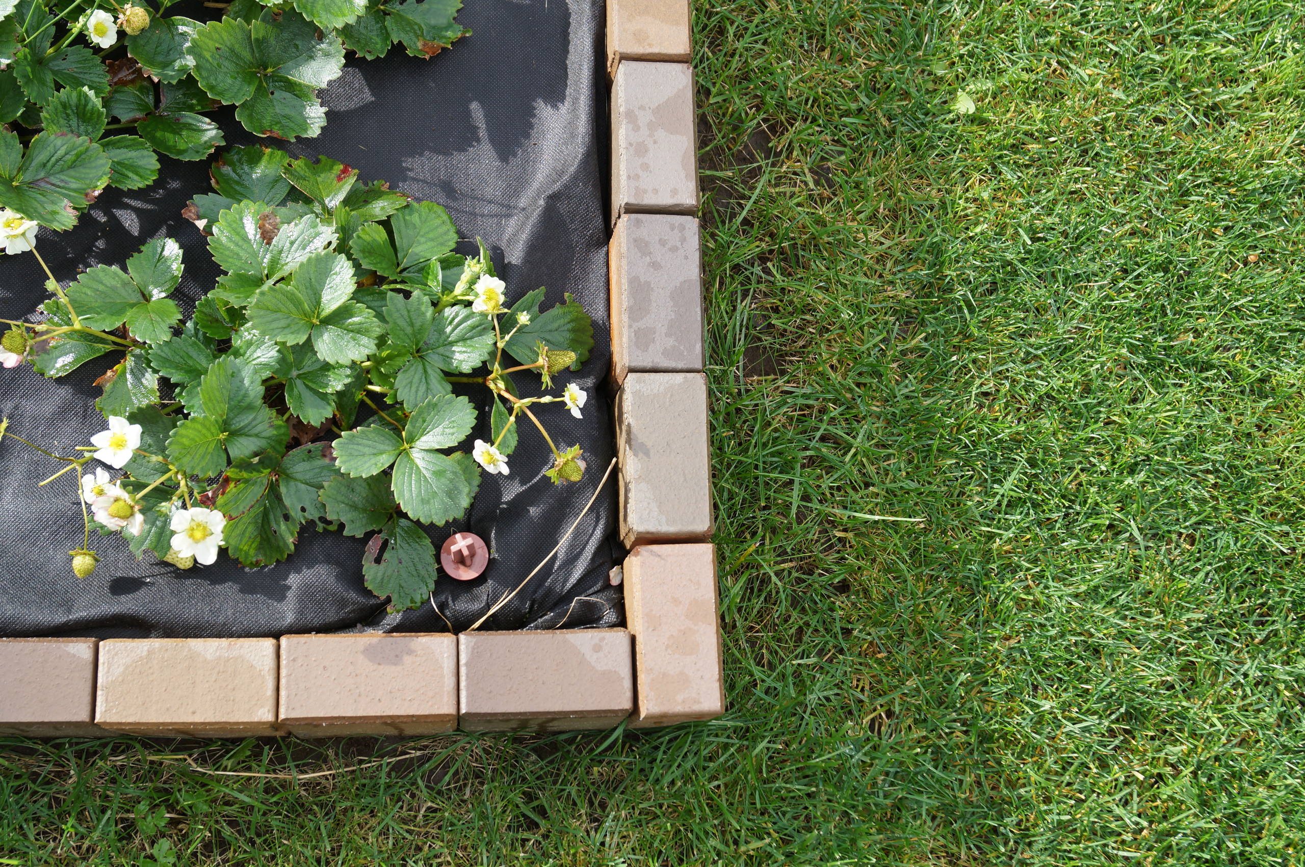 Хороший вопрос: Как избавиться от сорняков на даче навсегда