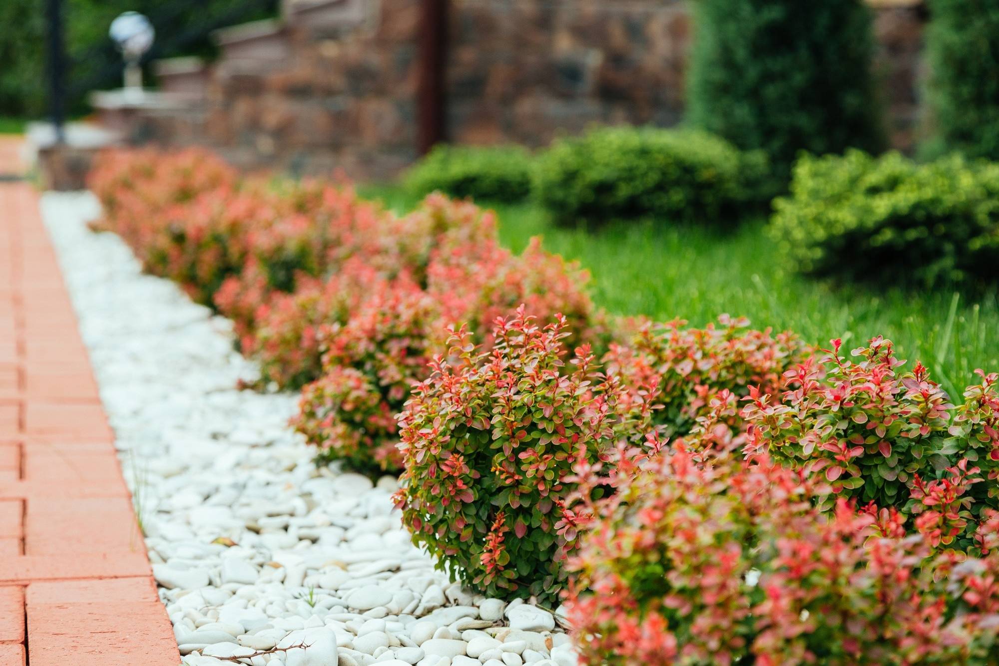 В закладки: Топ-5 растений для стриженого бордюра