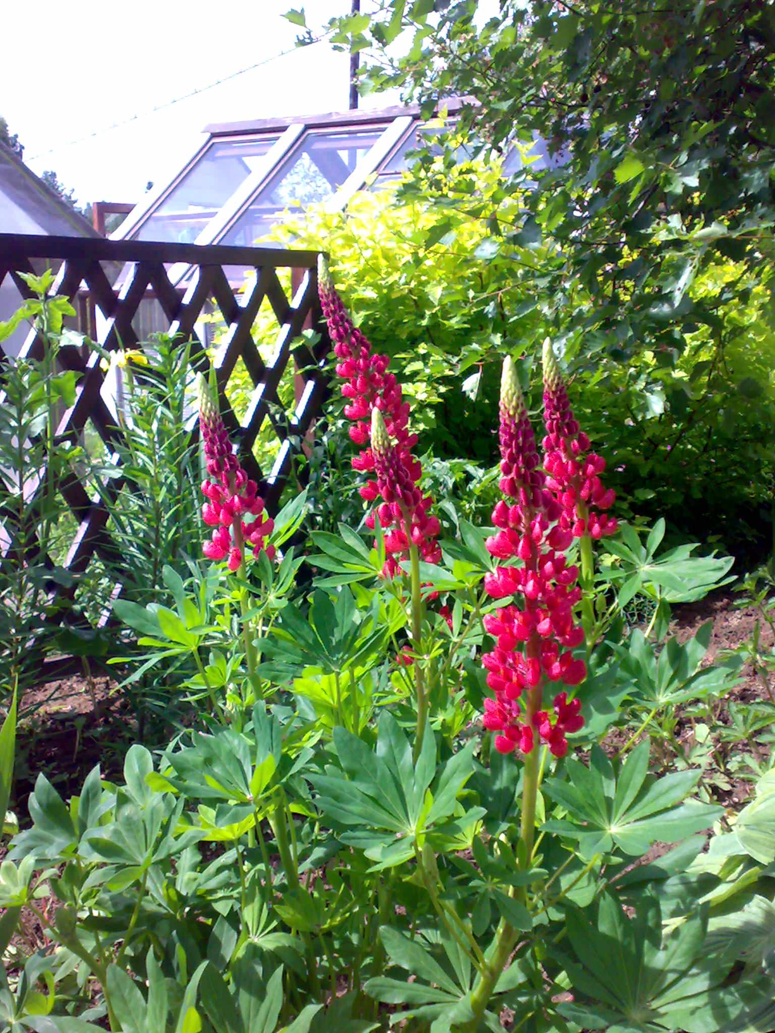 Сила трав: Календарь садовода на июнь