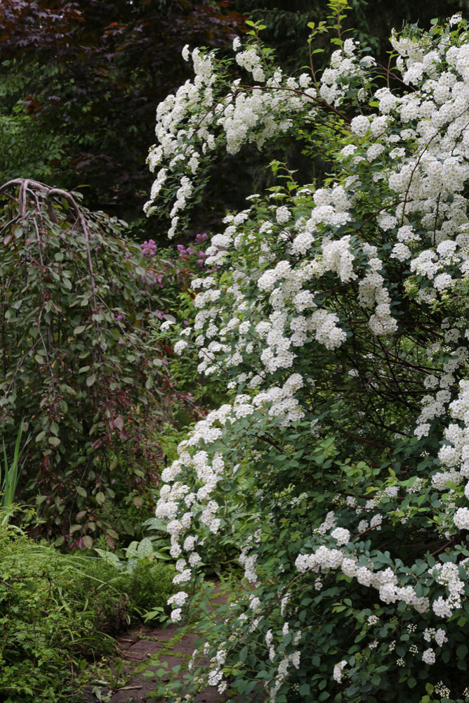 Декоративные кустарники: 12 причин посадить их в своем саду