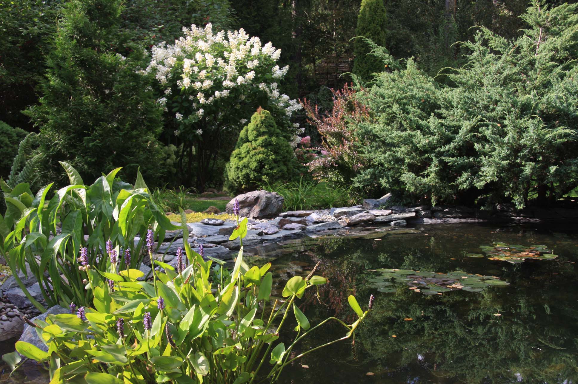 Сила трав: Календарь садовода на июнь