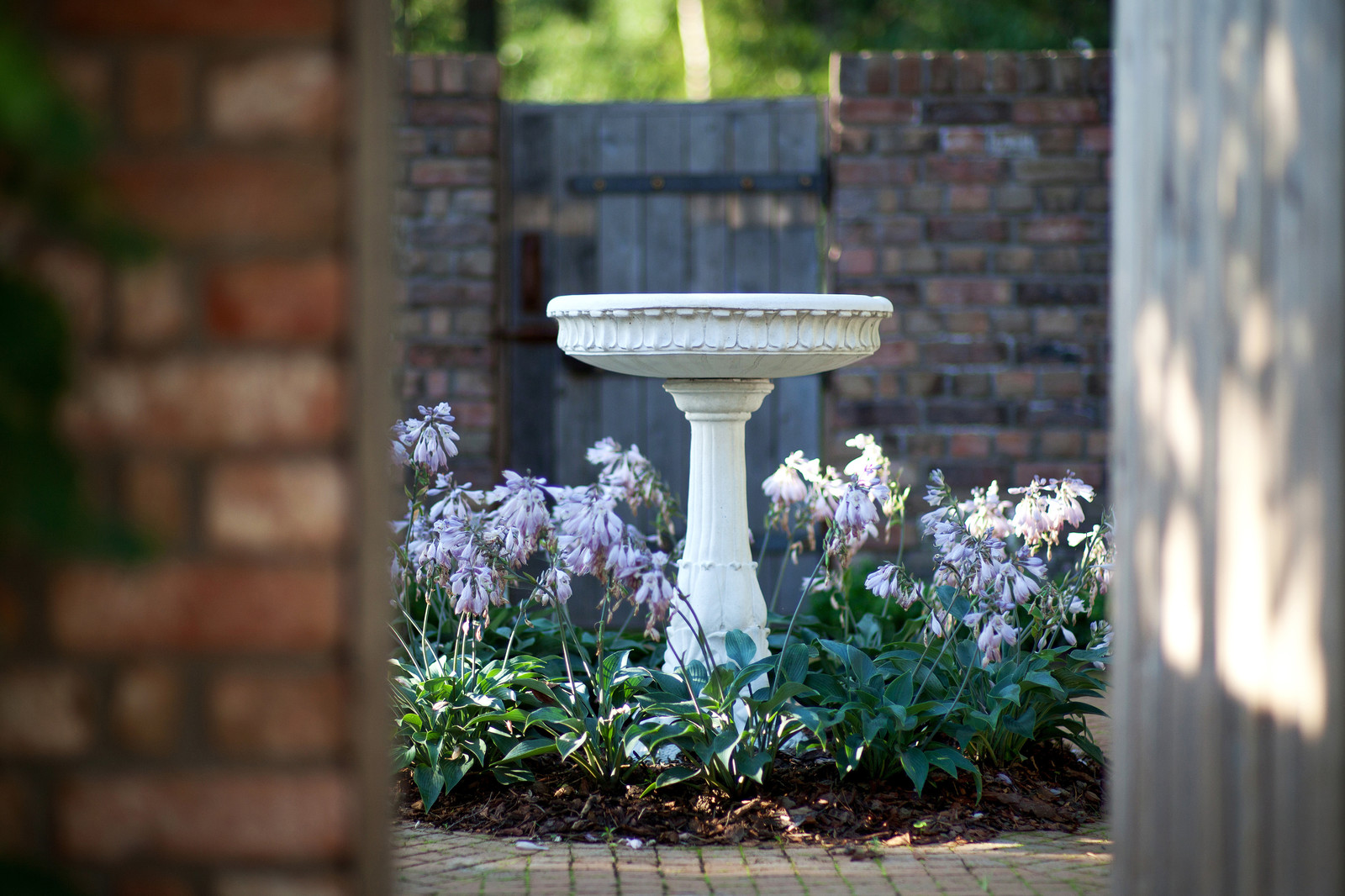 Уходим в тень: Теневыносливые растения для сада