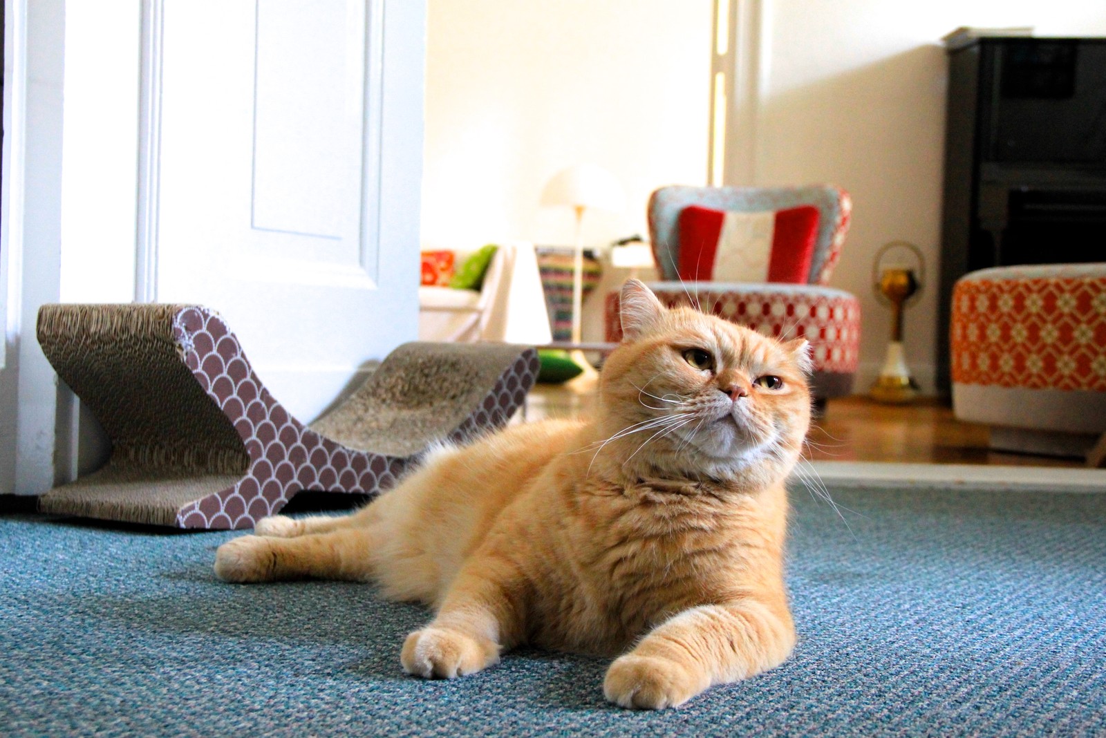 Мир дизайна: 10 счастливых питомцев и их места обитания в доме